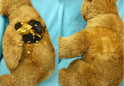Steiff Teddybär nach Brandschaden - Verbrennung an einer Glühlampe. Einsatz eines Stückes aus ähnlichem Plüsch. Entleeren der Füllung, Reinigung des Bären und Neufüllung.